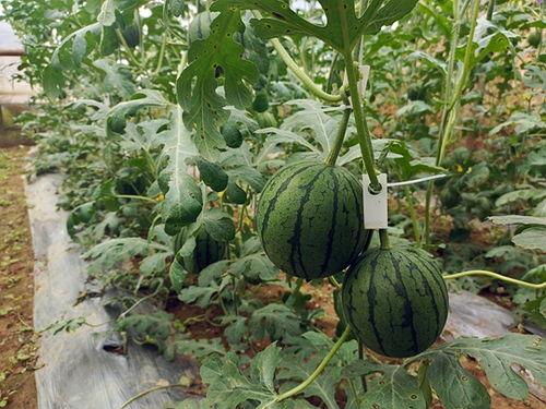 51吃网瓜今日吃瓜必吃,今日必吃瓜盘点，揭秘娱乐圈最新热点