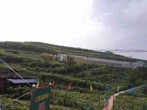 成县网红吃瓜事件始末