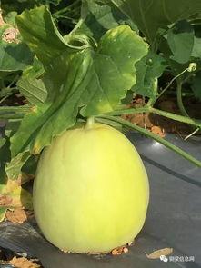 定州市吃瓜网招聘,共筑新媒体招聘盛宴