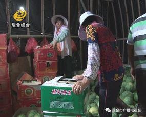 温县网红吃瓜事件视频播放,视频播放引发全网热议