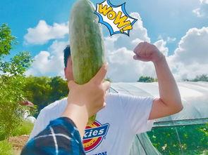 网红吃瓜免费,免费福利来袭，揭秘娱乐圈幕后故事