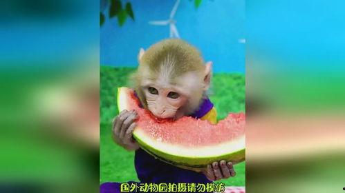 吃瓜网猴子,揭秘网络红人的崛起之路