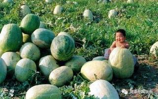 吃瓜山东网红,揭秘网络红人的幕后故事