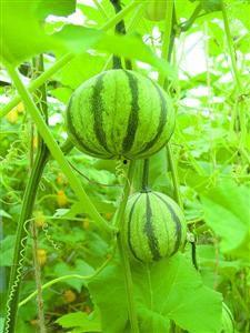 吃瓜网图片像是瓜