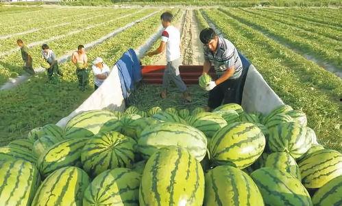吃瓜网图片像是瓜