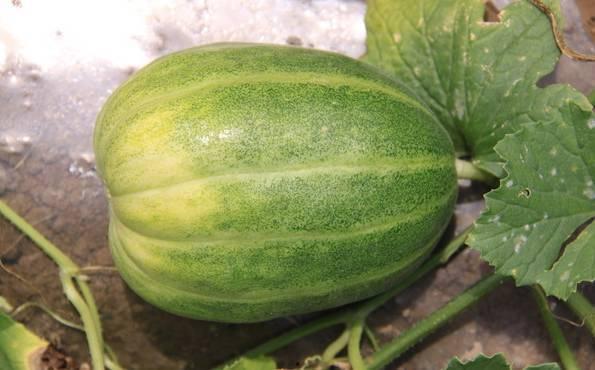 山东吃瓜网红前十名是谁,揭秘瓜界风云人物