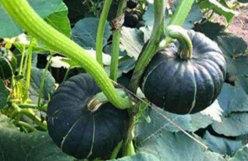 北美网红吃瓜事件真相视频,揭秘背后真相与争议