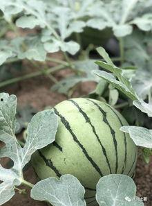 白沟网红吃瓜,揭秘网络红人的幕后故事