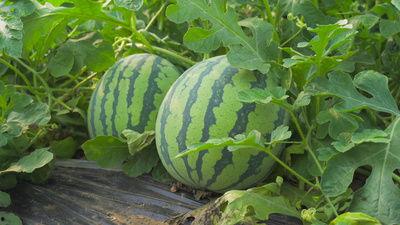 天水秦安网红的吃瓜视频,揭秘网络热点背后的真相