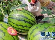 秦皇岛吃瓜网最新消息,最新热点事件深度解析