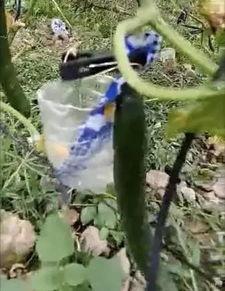 荷兰网红吃瓜事件视频,吃瓜事件引发网友热议