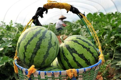 网红在外面买东西吃瓜,揭秘热门小吃背后的“吃瓜”故事