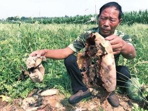 甘谷网红吃瓜事件真相视频,揭秘真相背后的惊人内幕