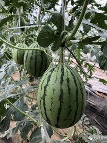 网红同款吃瓜,揭秘娱乐圈幕后真相！