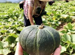 镇平网红吃瓜事件真相是真的吗,真相揭秘，还原事件始末