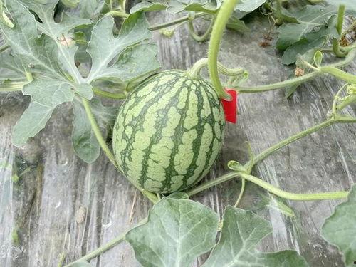 网红的吃瓜群怎么进,如何轻松加入神秘社交圈