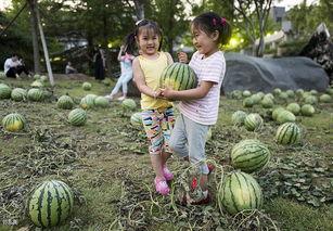 留学生瓜田网吃瓜