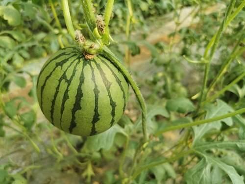 吃瓜学生网红东北,揭秘东北网红背后的故事