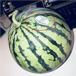 吃瓜网红八卦图,吃瓜图背后的惊人真相