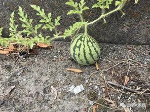 吃瓜网红八卦图,吃瓜图背后的惊人真相