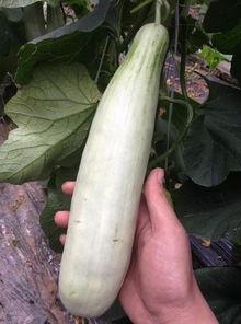 吃生瓜的网红是谁,揭秘吃生瓜网红的爆红之路