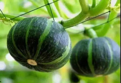 有哪些知名网红吃瓜群,揭秘知名网红的吃瓜群传奇