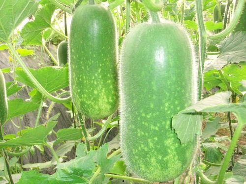 5l吃瓜网,揭秘娱乐圈幕后故事，带你领略明星真实生活