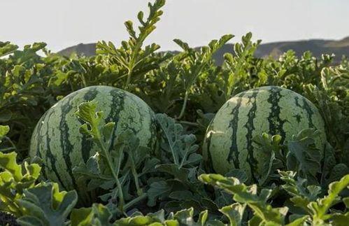 网红吃瓜在哪买的东西啊