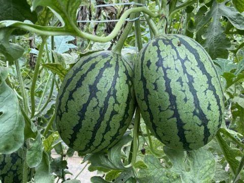 实时吃瓜网,揭秘娱乐圈最新热点，带你畅游八卦海洋