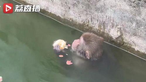 吃瓜小熊网红是谁啊