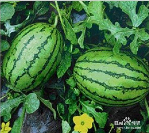 吃瓜 官网,带你领略网络娱乐新风向