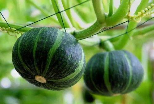 美国华人网红吃瓜图片,揭秘娱乐圈最新热点