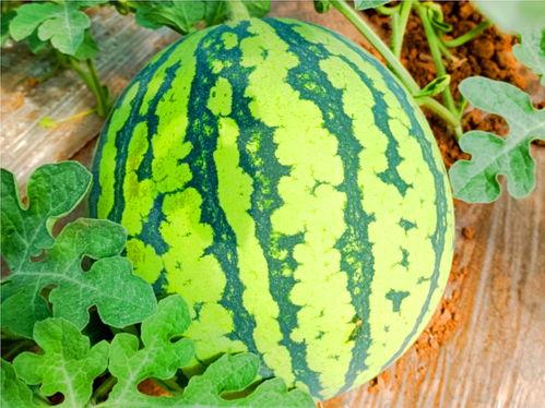 nceng656吃瓜网,揭秘娱乐圈幕后故事，带你领略明星真实生活