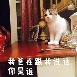 吃瓜猫抖音网红