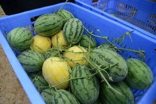 咸阳网红吃瓜群微信,揭秘网络社交圈的趣味与争议