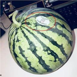 宜春网红吃瓜,揭秘当地美食圈的热辣话题